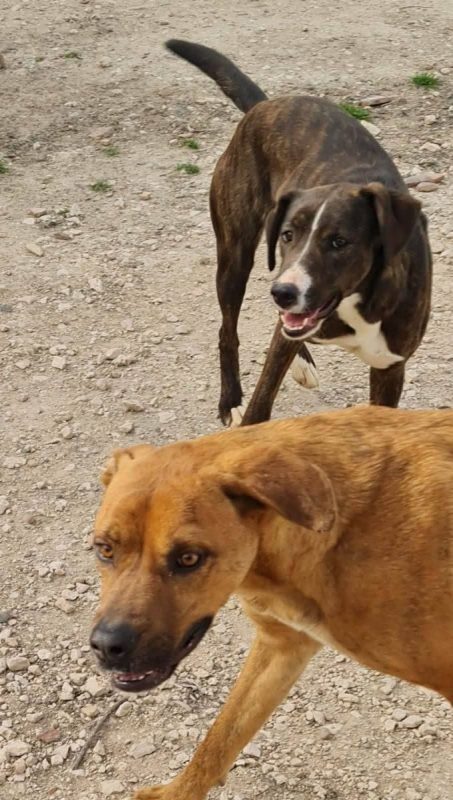 Brownie - Chien à adopter - photo 6