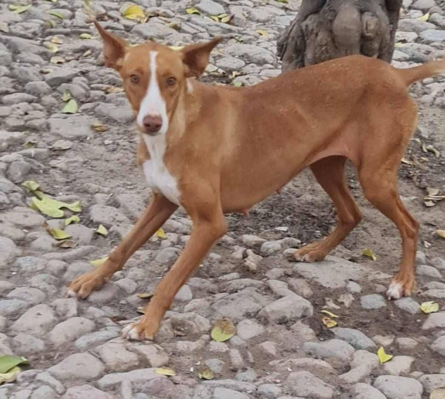 Venus - Chien à adopter