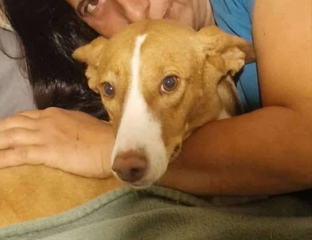 Venus - Chien à adopter - photo 2