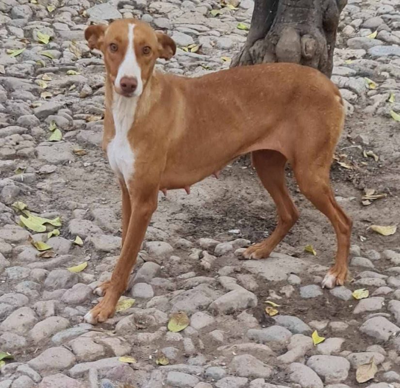 Venus - Chien à adopter - photo 4