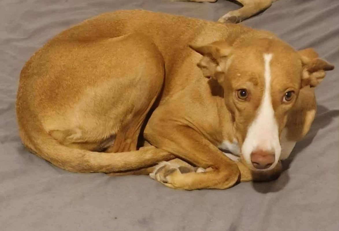 Venus - Chien à adopter - photo 3
