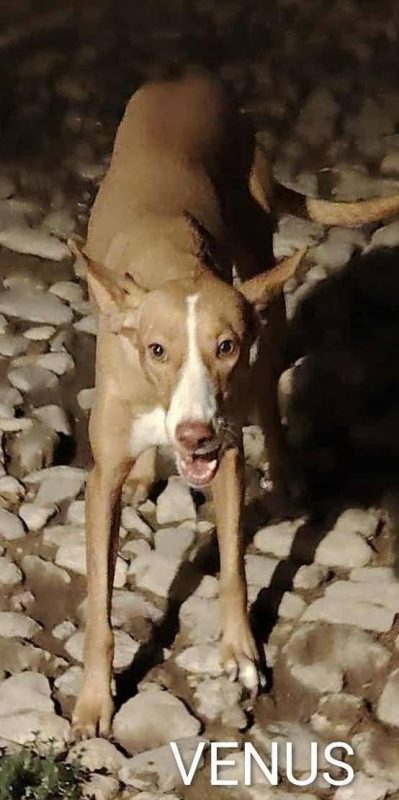 Venus - Chien à adopter - photo 5