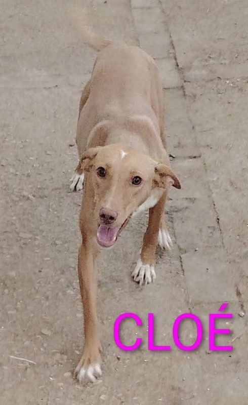 Cloe - Chien à adopter - photo 7