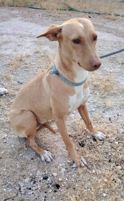 Cloe - Chien à adopter - photo 6