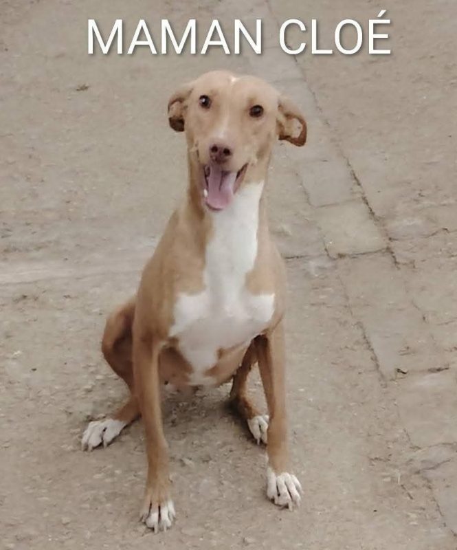 Cloe - Chien à adopter