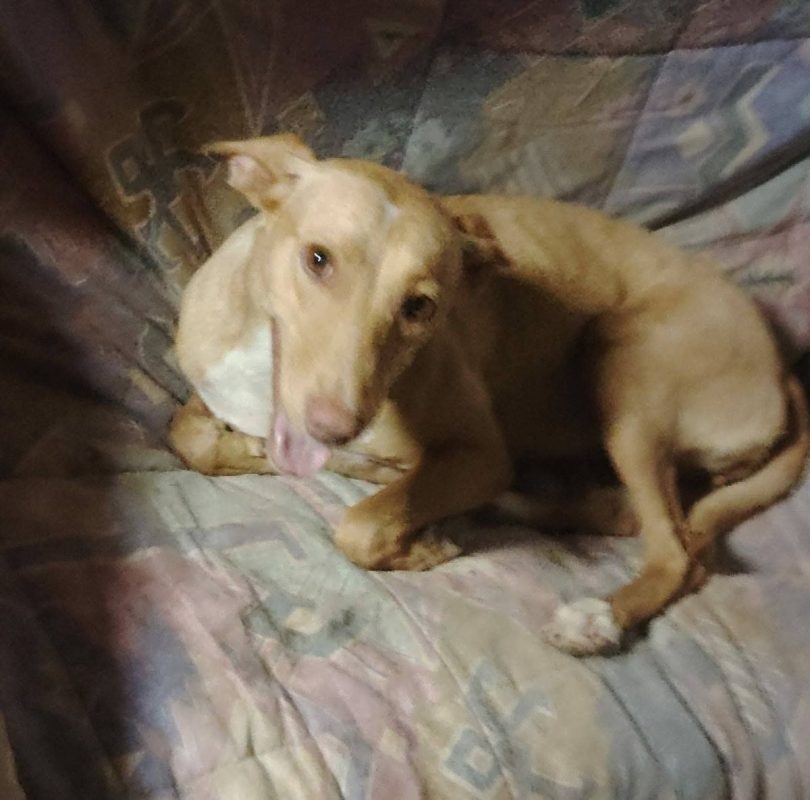 Cloe - Chien à adopter - photo 5
