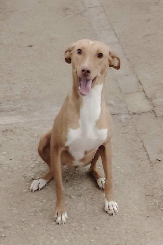 Cloe - Chien à adopter - photo 2