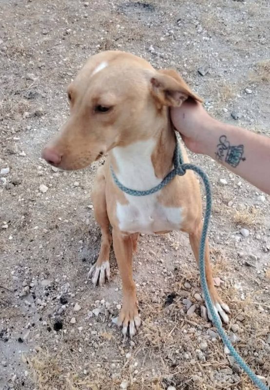 Cloe - Chien à adopter - photo 4