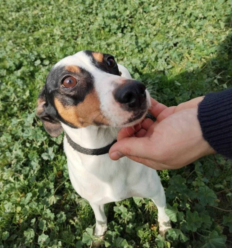 Fred - Chien à adopter - photo 2