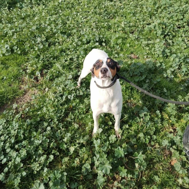 Fred - Chien à adopter - photo 8