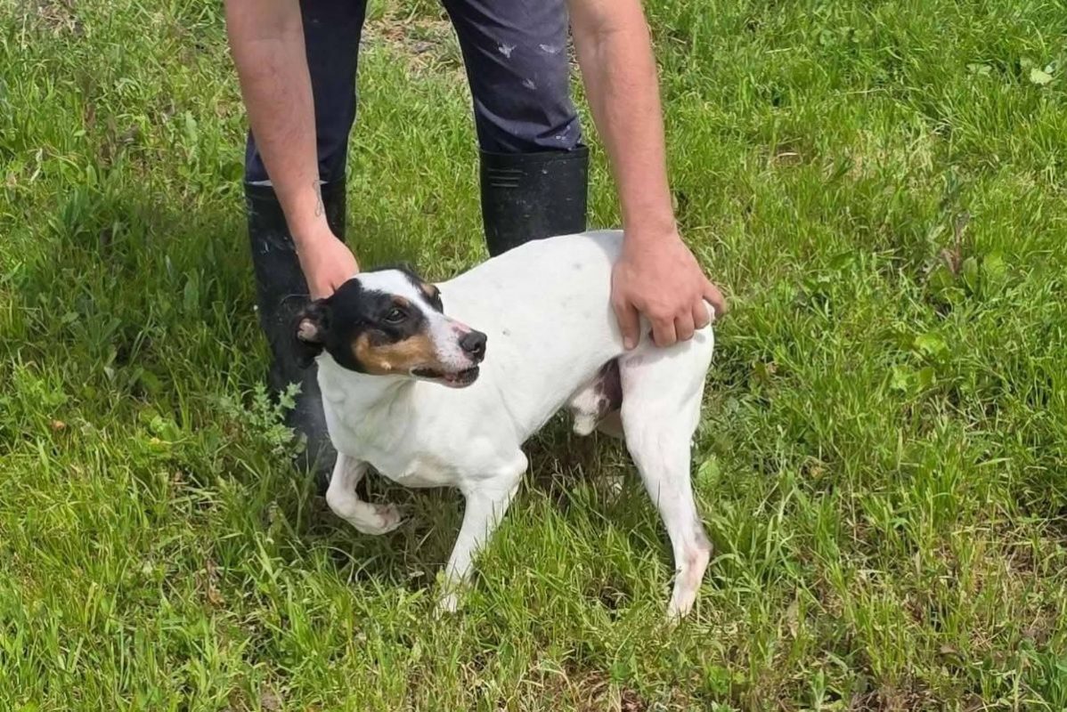 Fred - Chien à adopter - photo 4