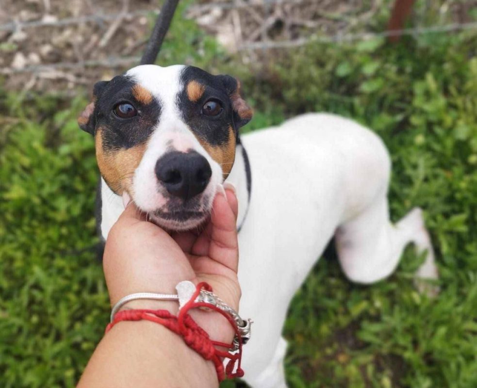 Fred - Chien à adopter