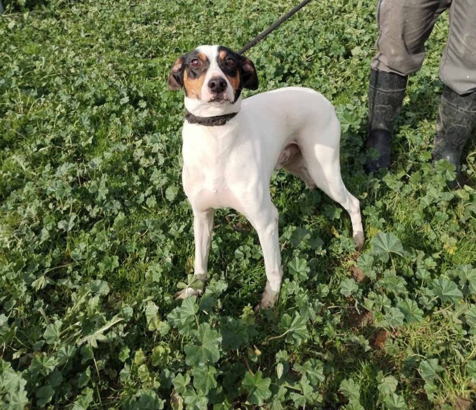 Fred - Chien à adopter - photo 6