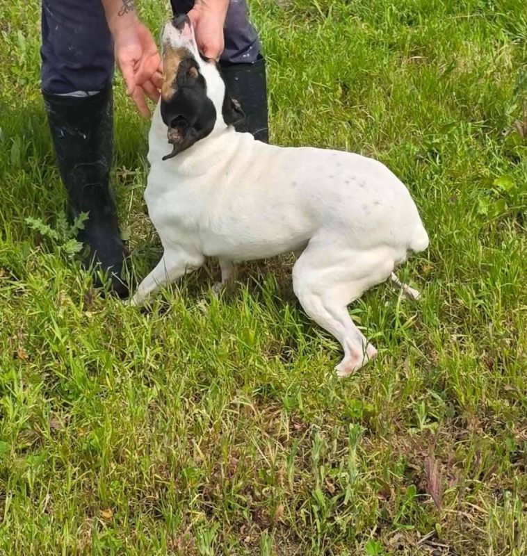 Fred - Chien à adopter - photo 3
