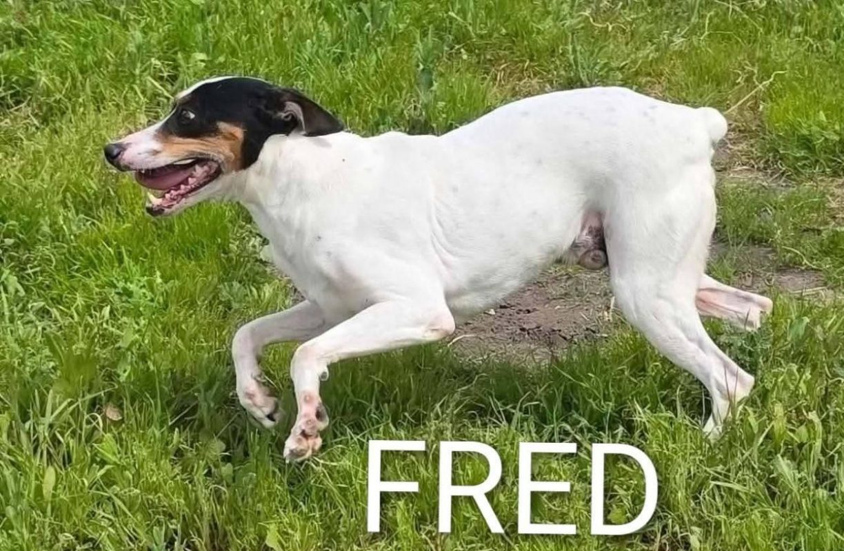 Fred - Chien à adopter - photo 5