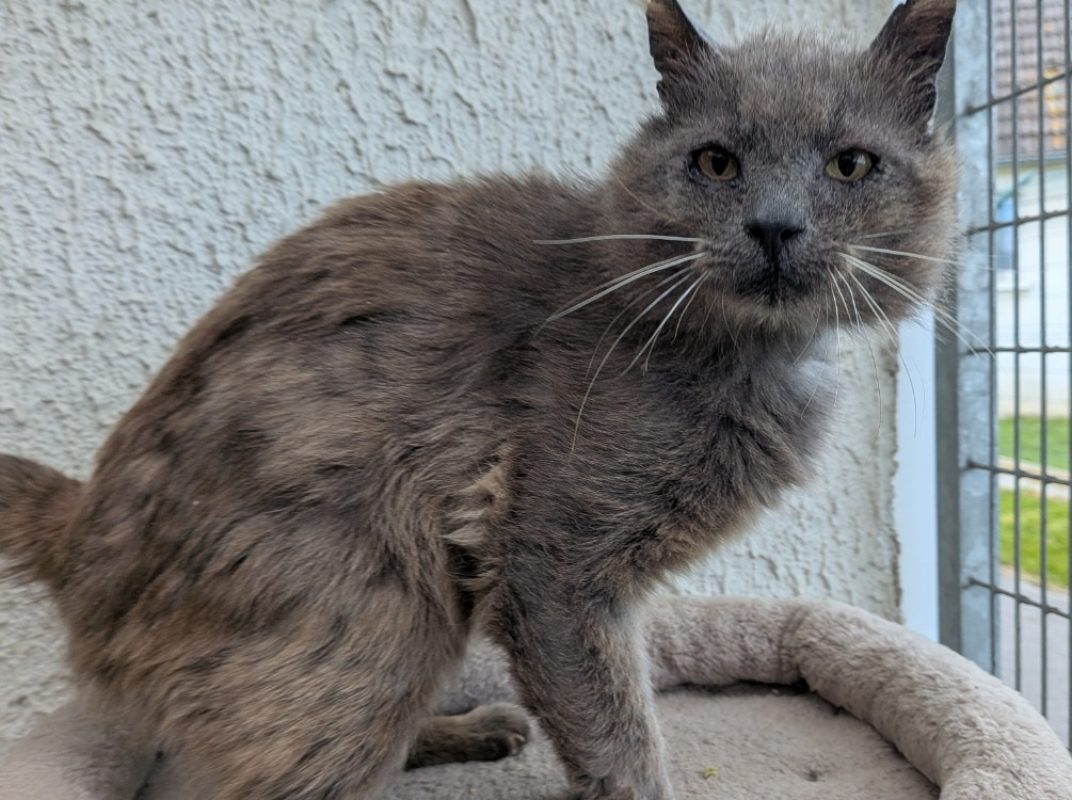 Potichat - Chat Européen à adopter