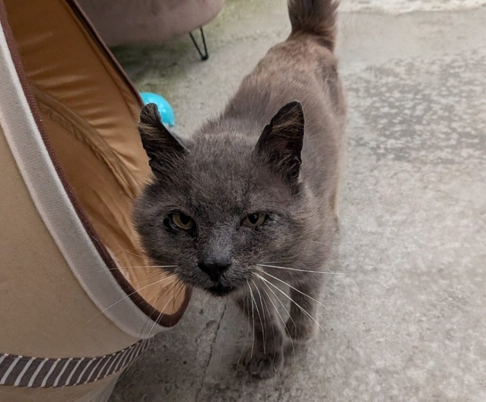 Potichat - Chat Européen à adopter - photo 2