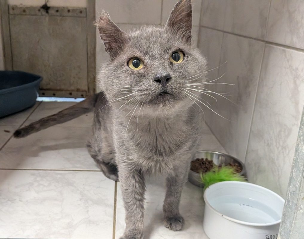Potichat - Chat Européen à adopter