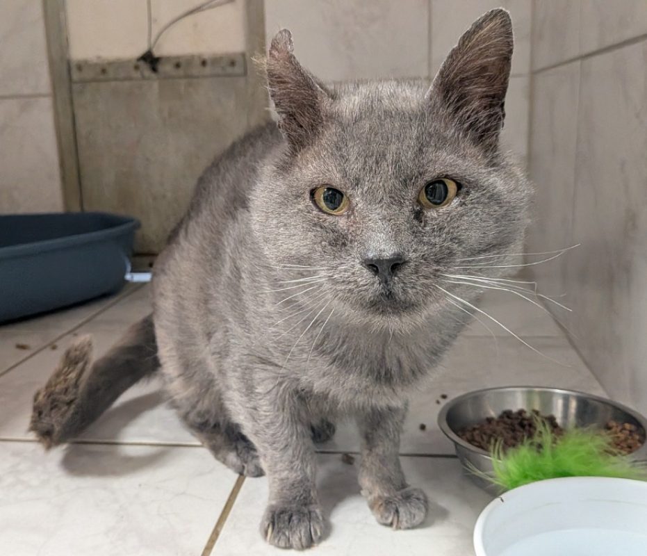 Potichat - Chat Européen à adopter - photo 2