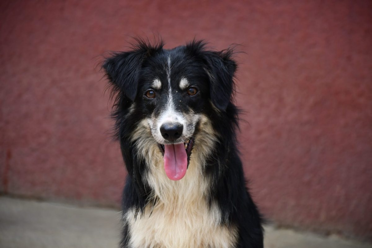 Charly - Chien Border Collie à adopter
