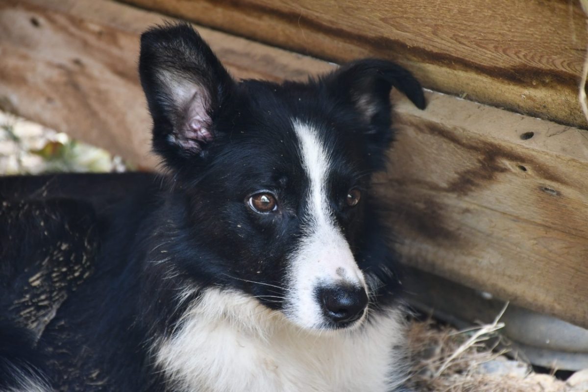 Birty - Chien Border Collie à adopter