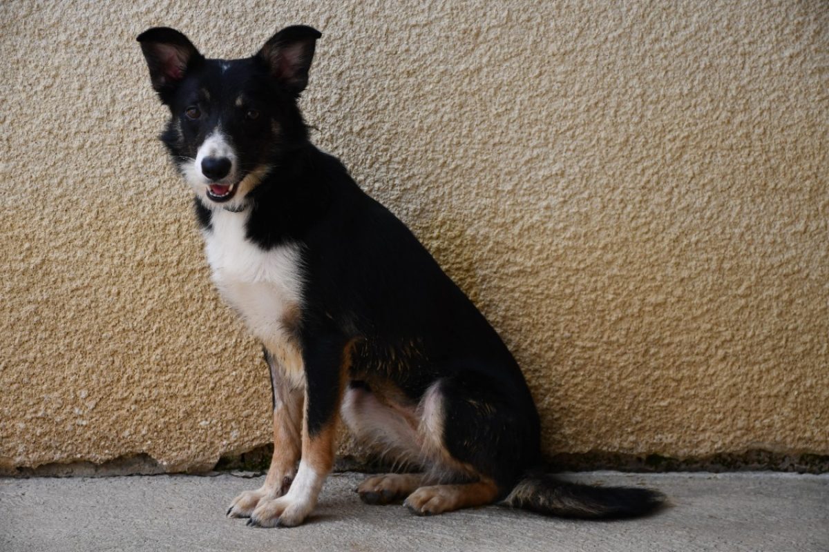Bounty - Chien Border Collie à adopter