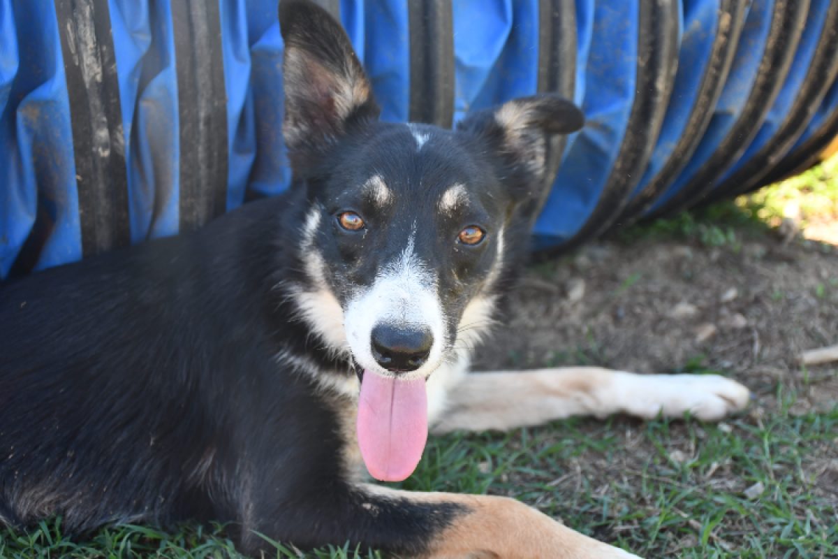 Bounty - Chien Border Collie à adopter