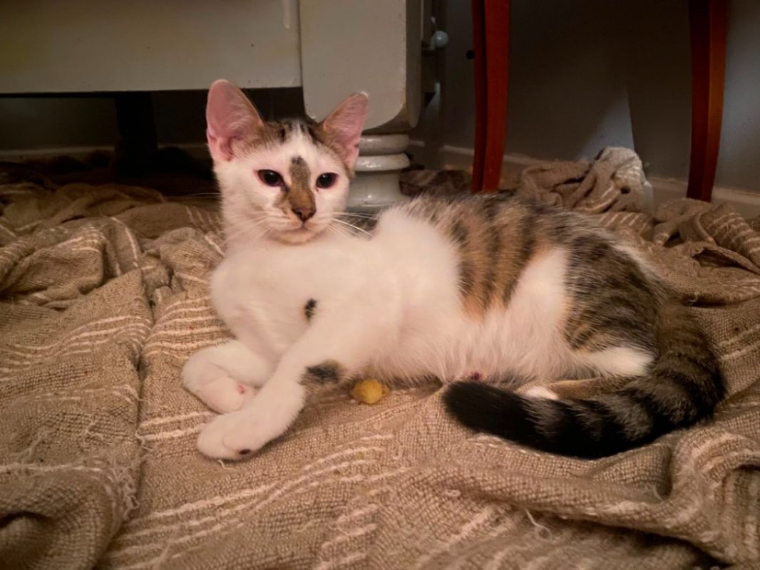 Bowie - Chat Européen à adopter