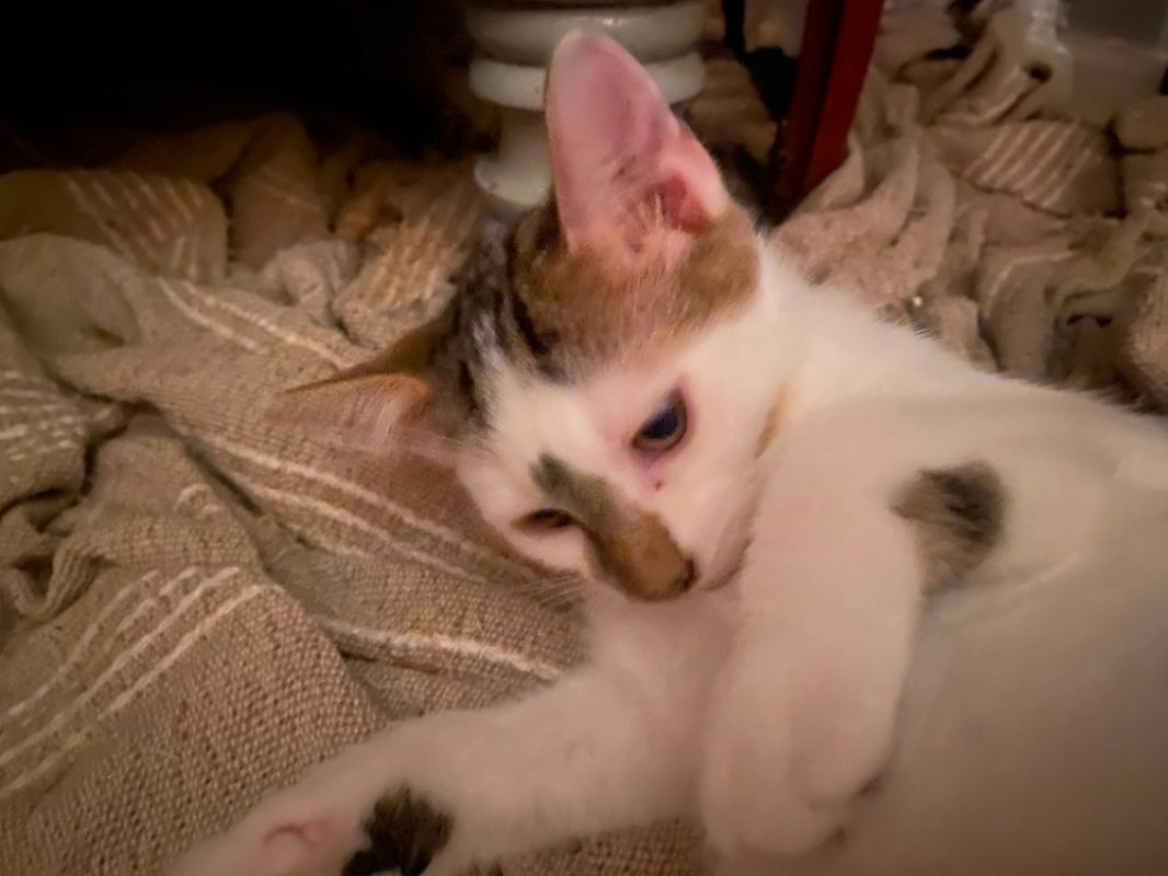 Bowie - Chat Européen à adopter - photo 2