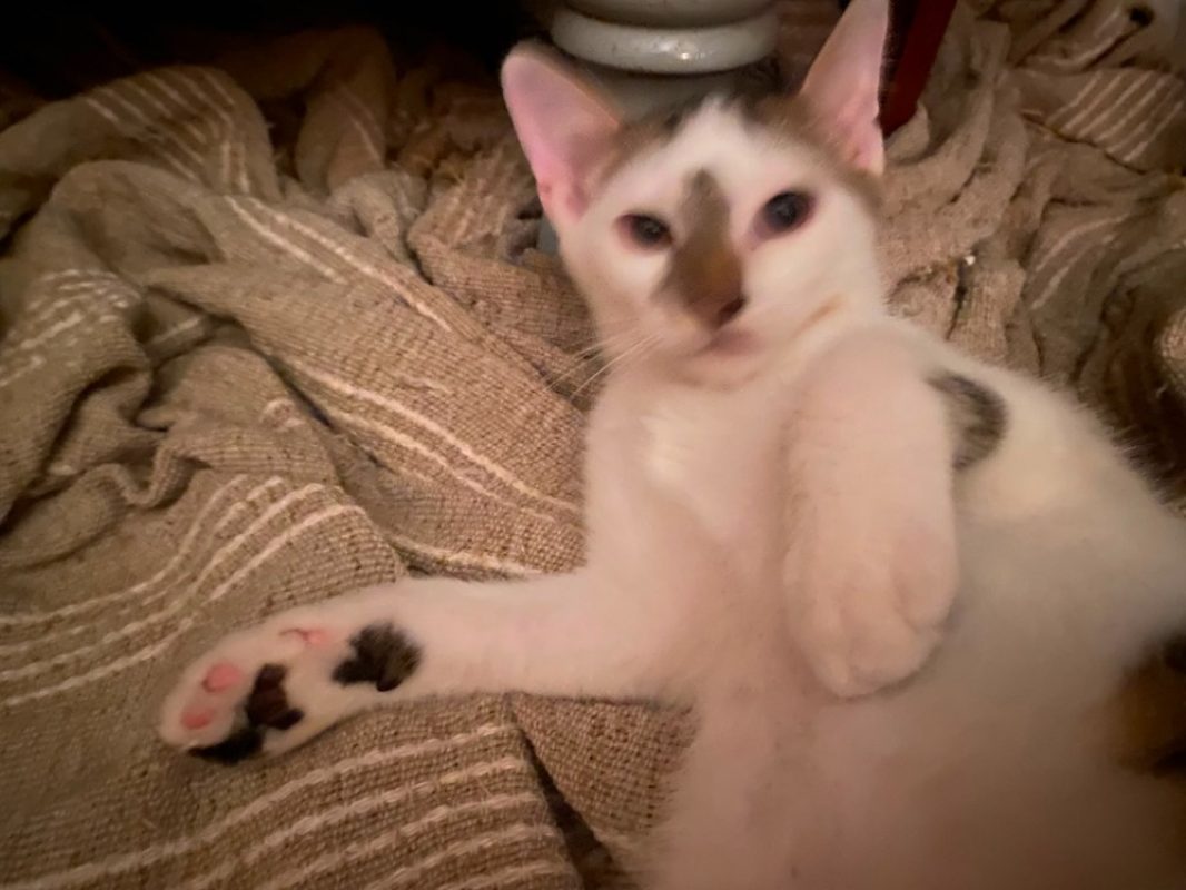 Bowie - Chat Européen à adopter - photo 3