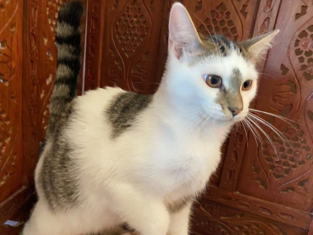 Bowie - Chat Européen à adopter