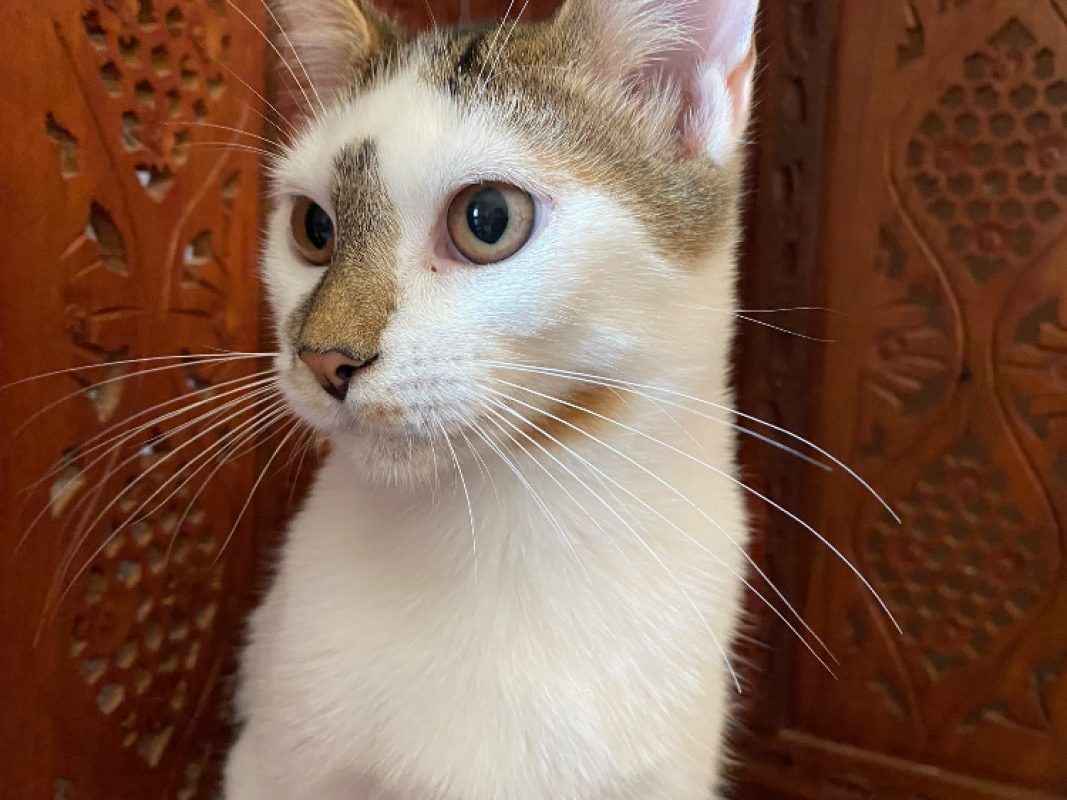 Bowie - Chat Européen à adopter - photo 5