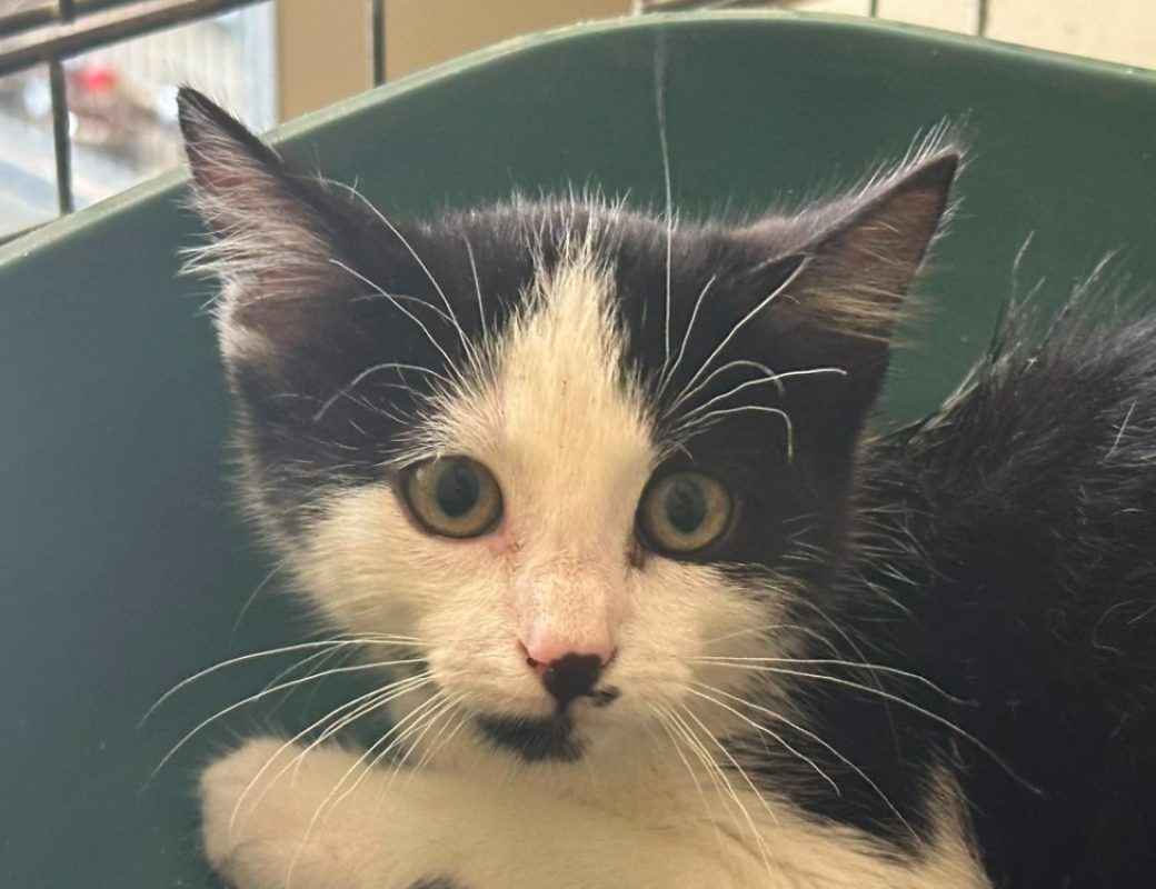 Ulysse - Chat Européen à adopter
