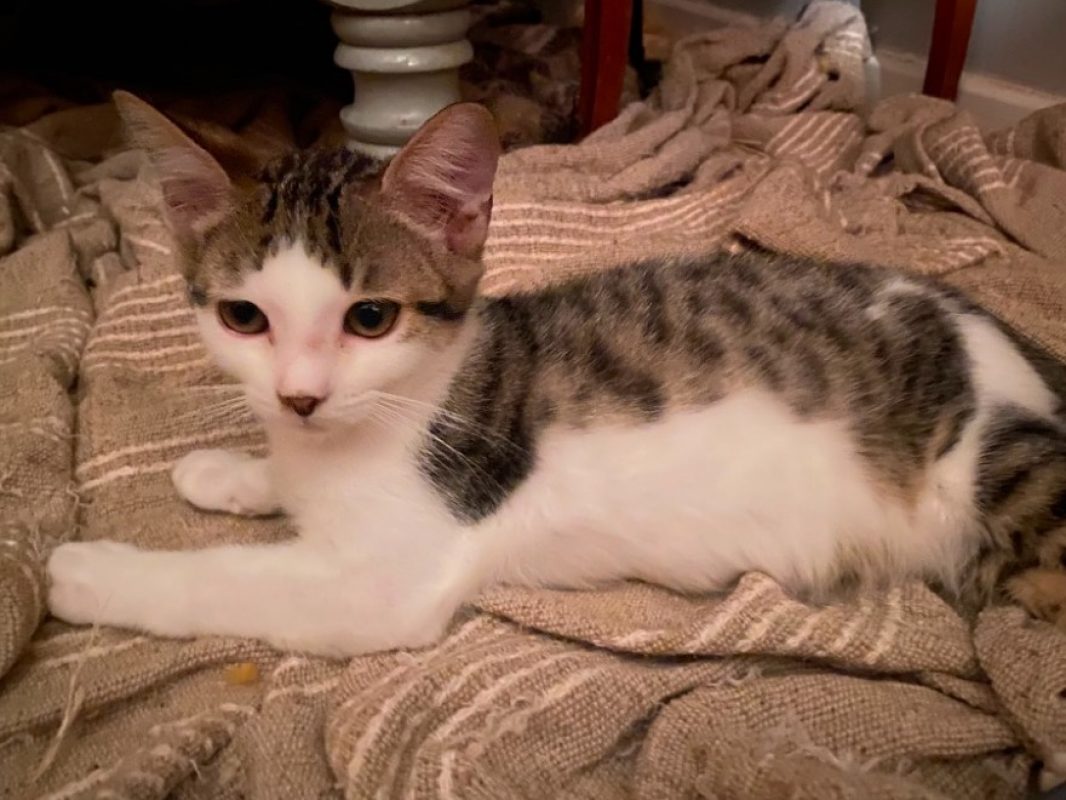 Basile - Chat Européen à adopter