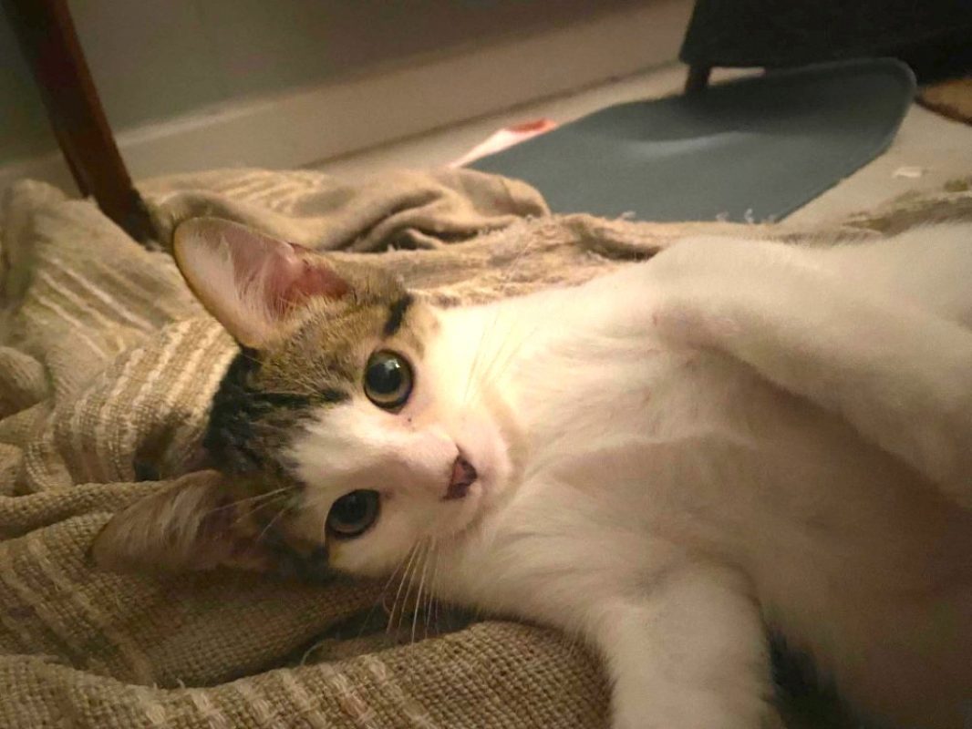 Basile - Chat Européen à adopter - photo 2