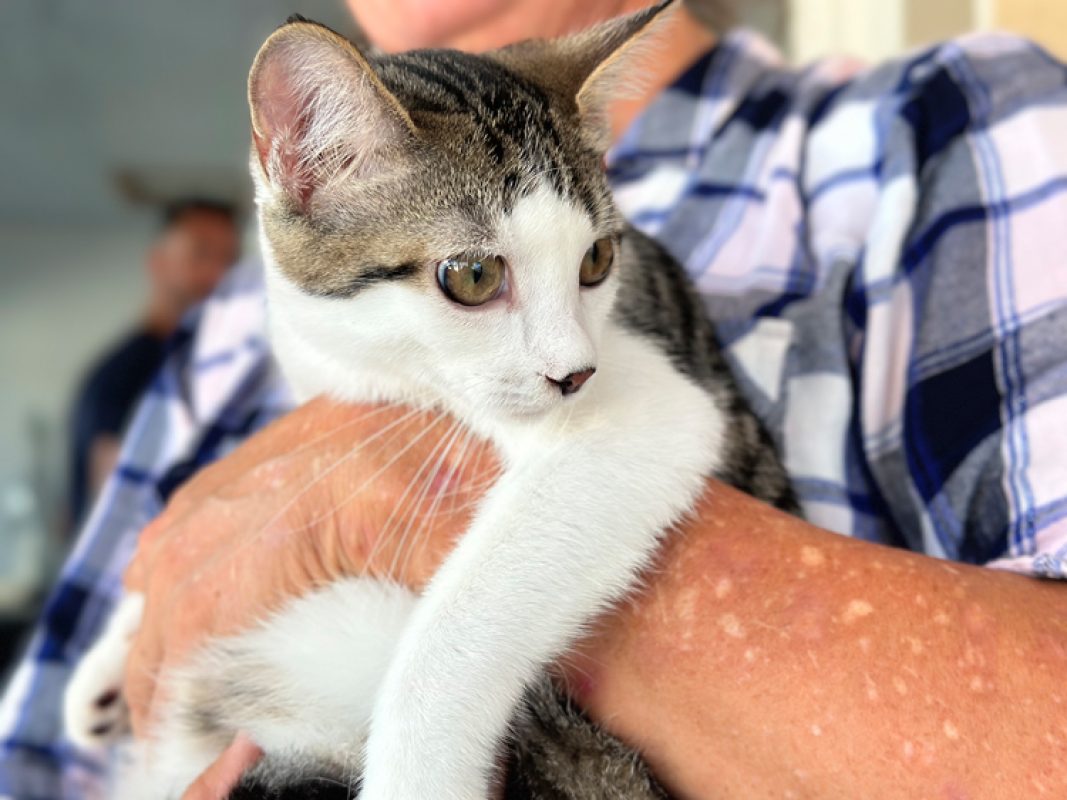 Basile - Chat Européen à adopter