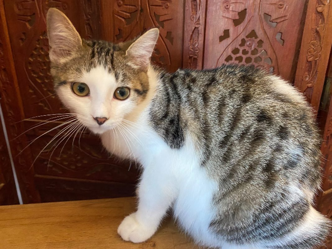 Basile - Chat Européen à adopter - photo 2