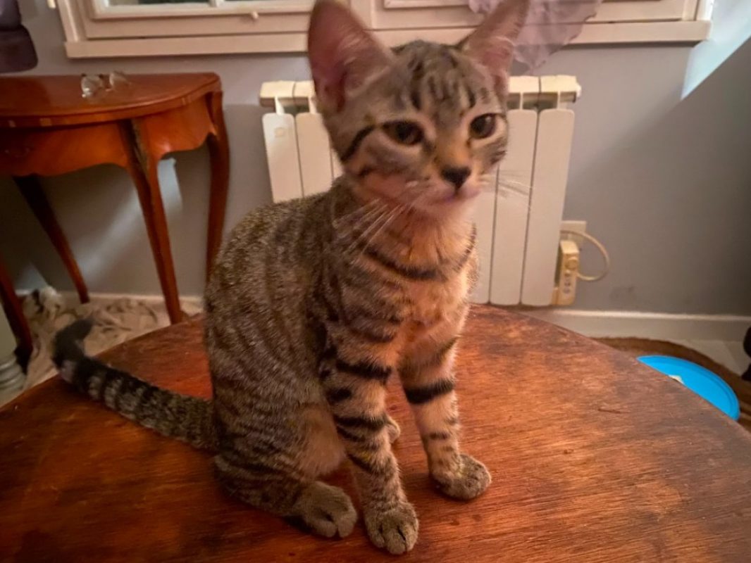 Bulle - Chat Européen à adopter