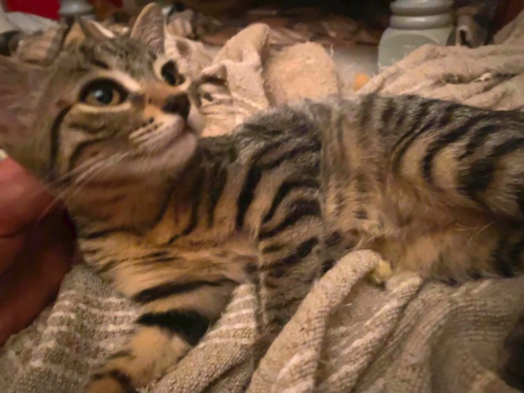 Bulle - Chat Européen à adopter - photo 2