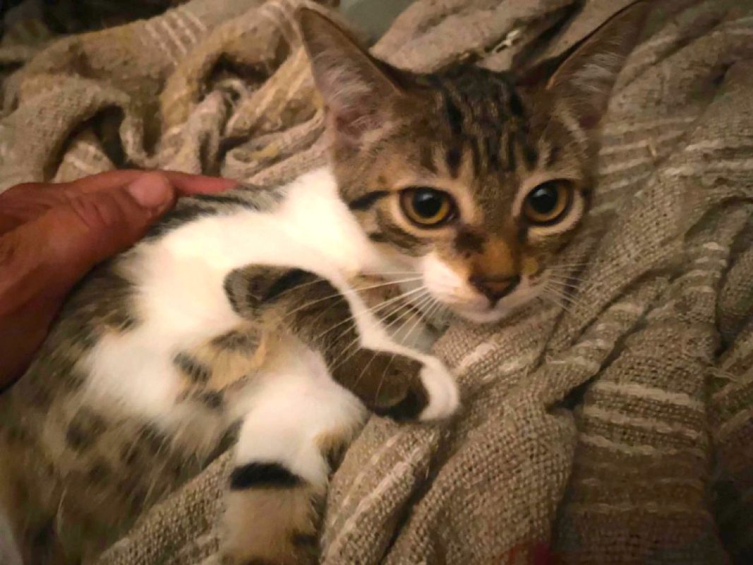 Bloom - Chat Européen à adopter