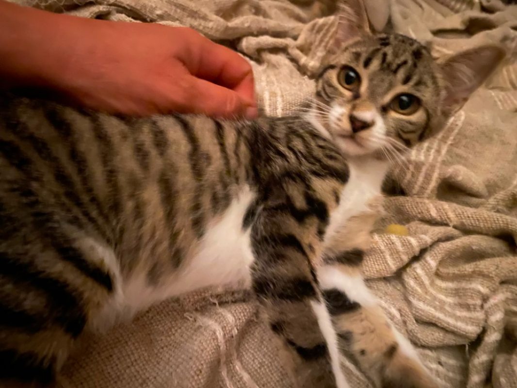 Beryl - Chat Européen à adopter