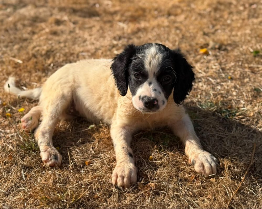 Bellatrix - Chien à adopter