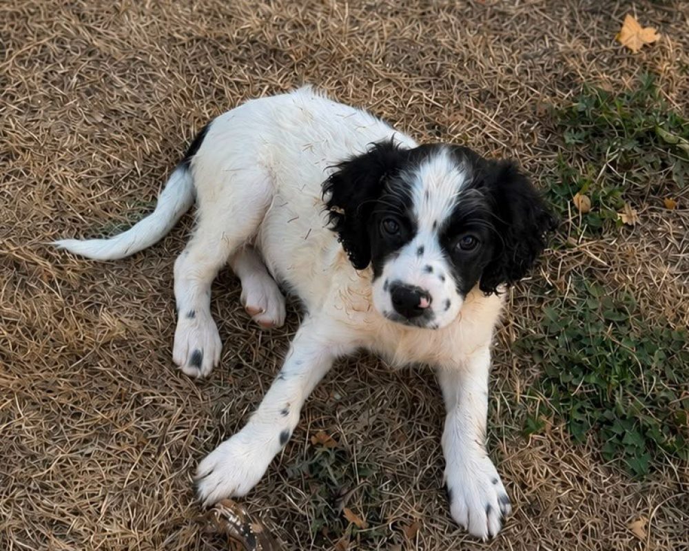 Bellatrix - Chien à adopter - photo 2