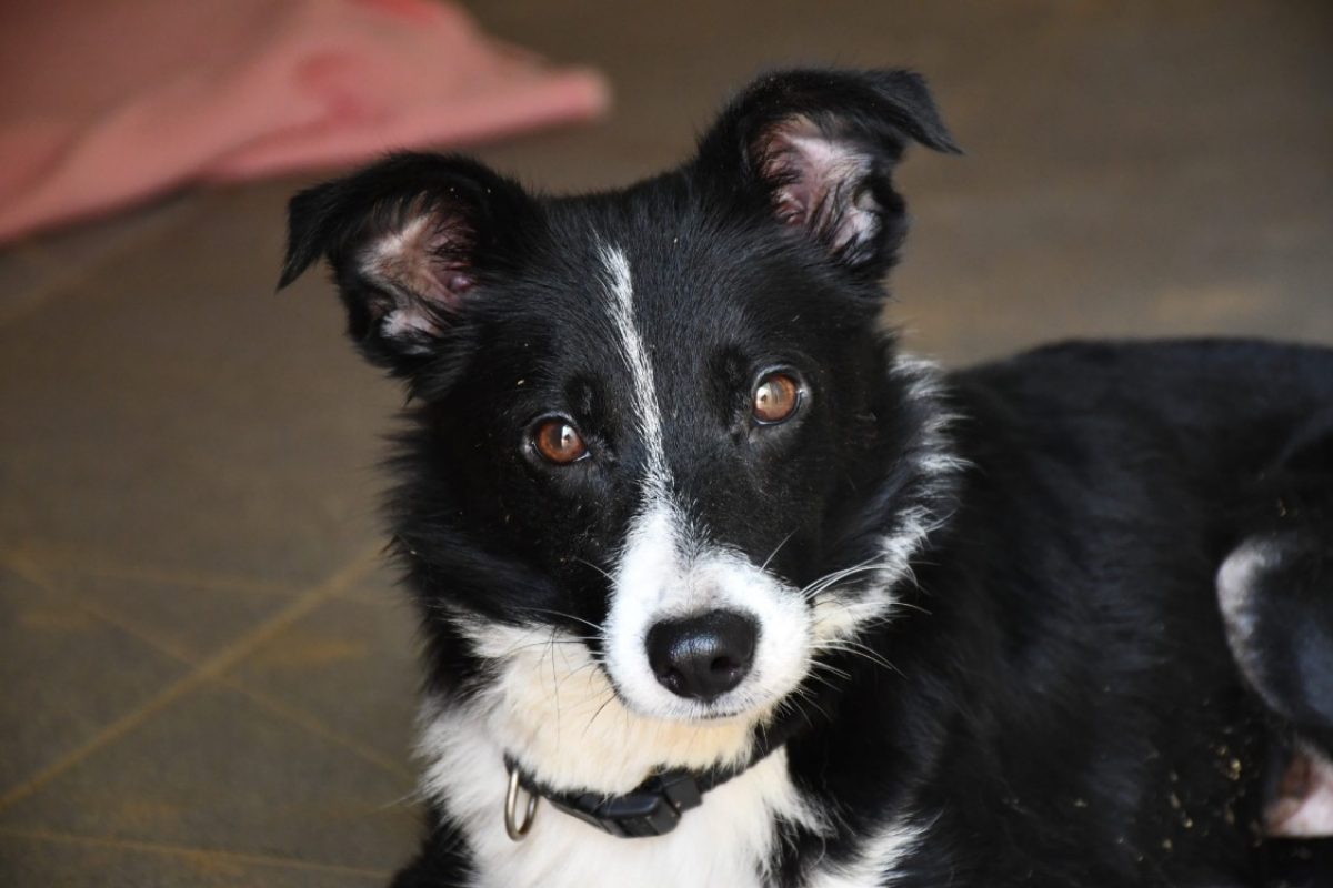 Bianca - Chien Border Collie à adopter
