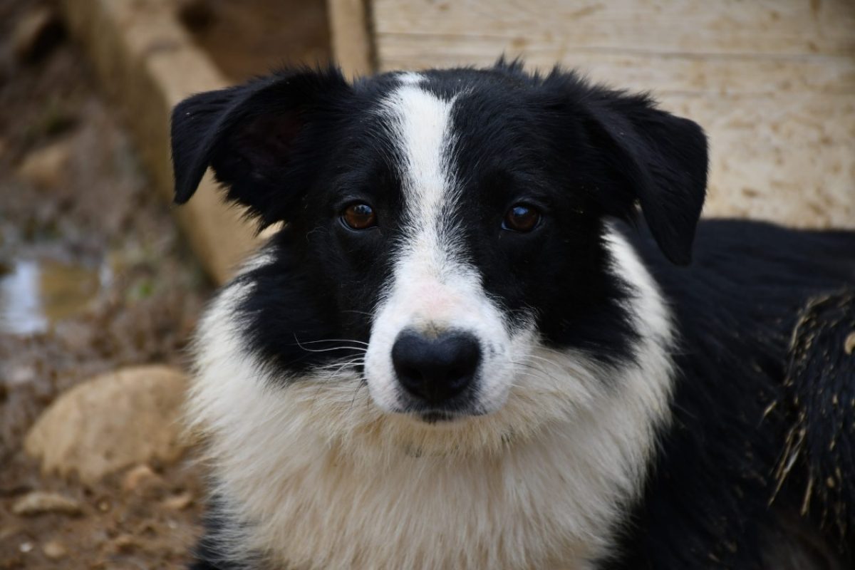 Little - Chien Border Collie à adopter