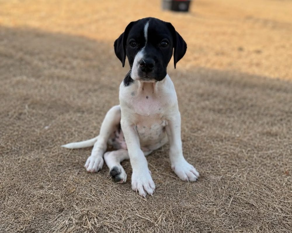 Barty - Chien à adopter