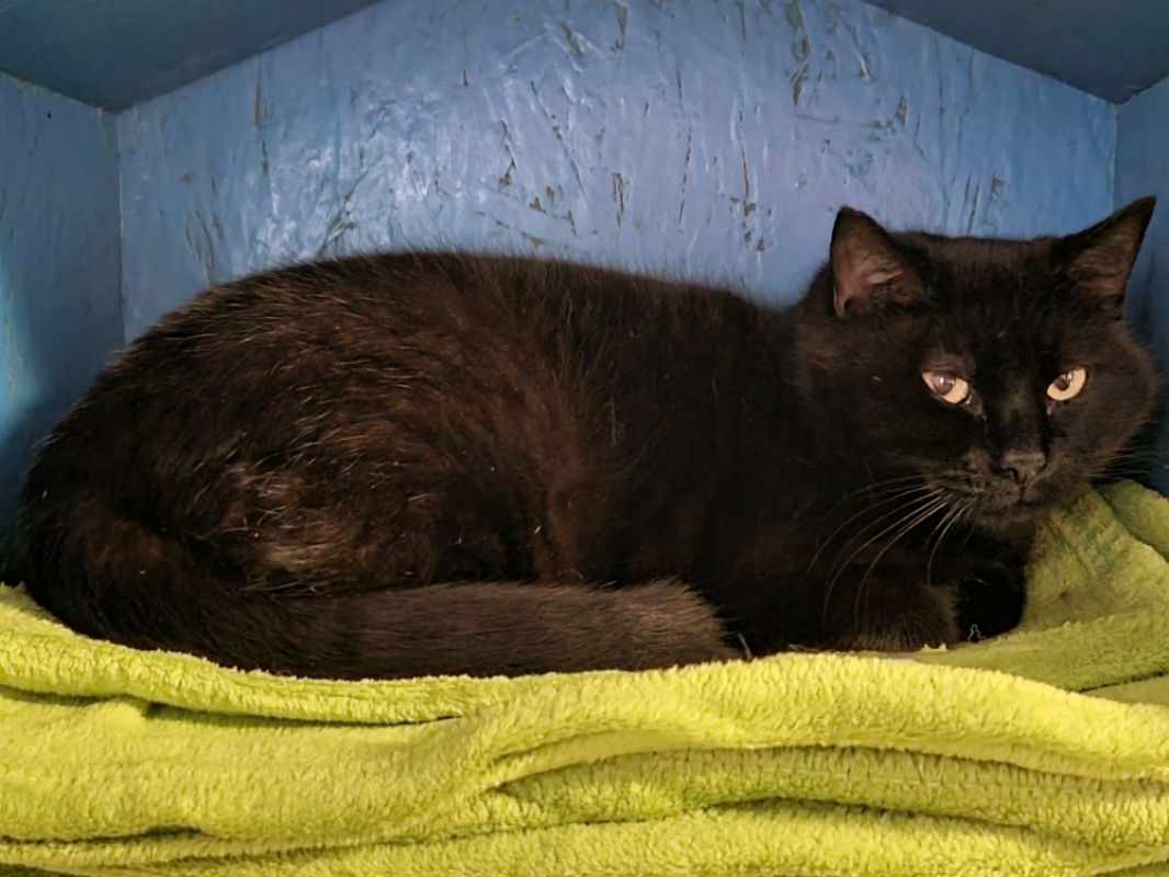 Photo #1 de Térébas