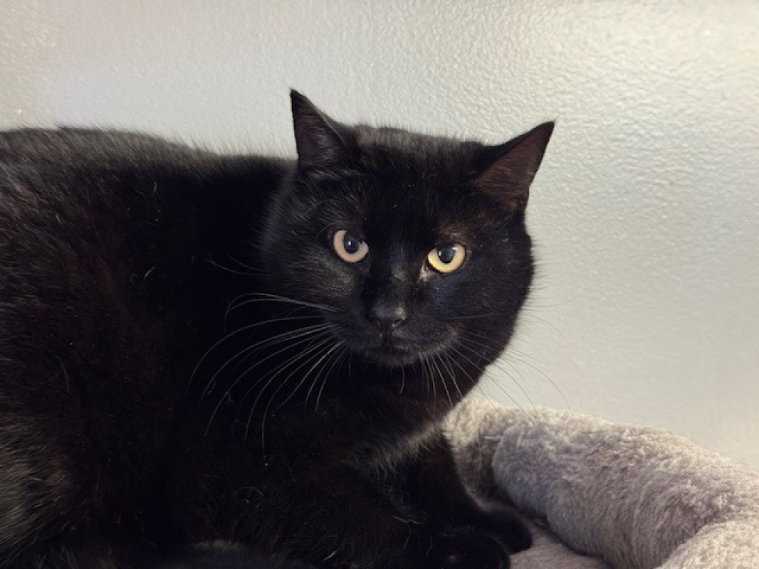 Photo #2 de Térébas