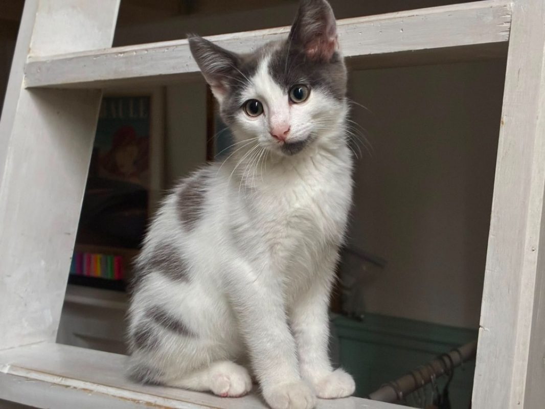Tiplouf - Chat Européen à adopter