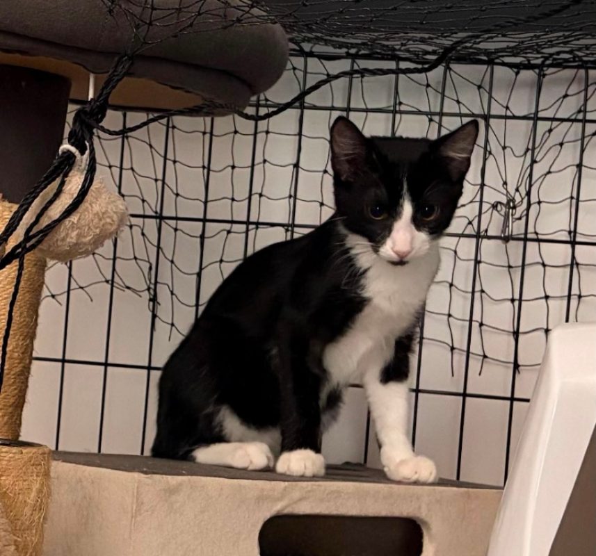 Beren - Chat Européen à adopter